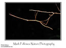 Unidentified phasmid